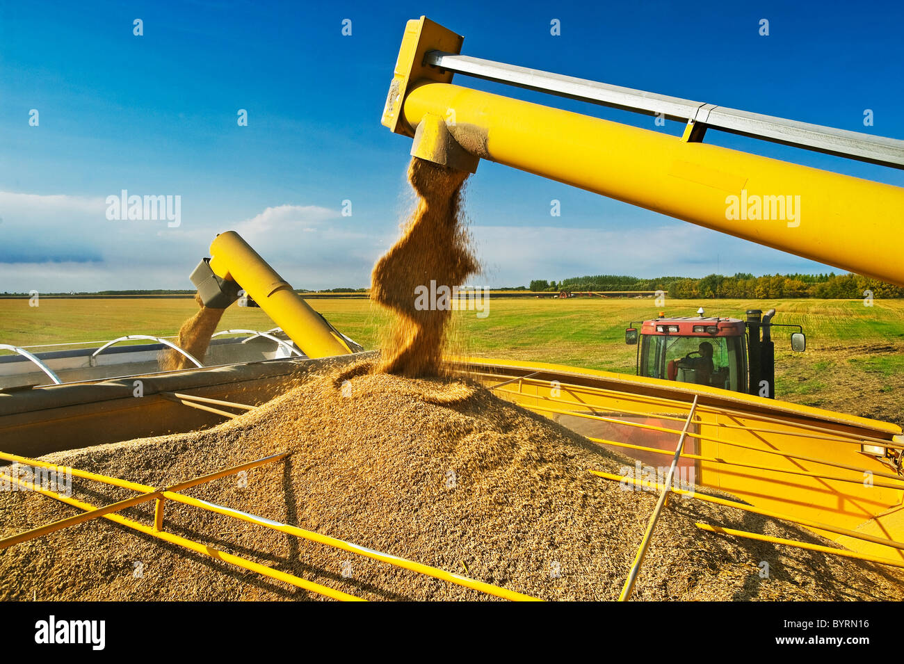 Raccolte ammassate avene sono augered in un carro del grano e poi in un carrello granella fro trasporto ad un deposito di grano ascensore. Foto Stock