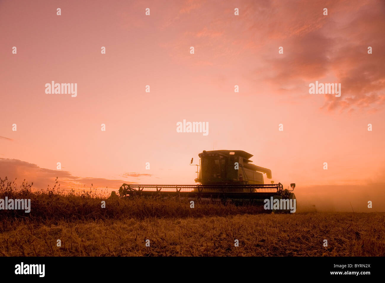 Agricoltura - una mietitrebbia John Deere raccolti di soia matura al tramonto / vicino Oakbank, Manitoba, Canada. Foto Stock