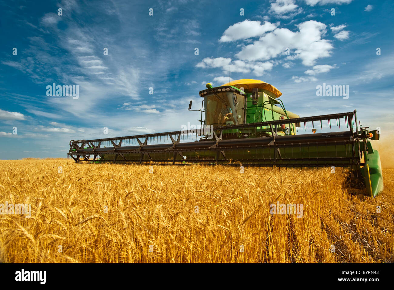 Agricoltura - una mietitrebbia John Deere maturo di raccolti di grano di inverno nel tardo pomeriggio / luce vicino Kane, Manitoba, Canada. Foto Stock