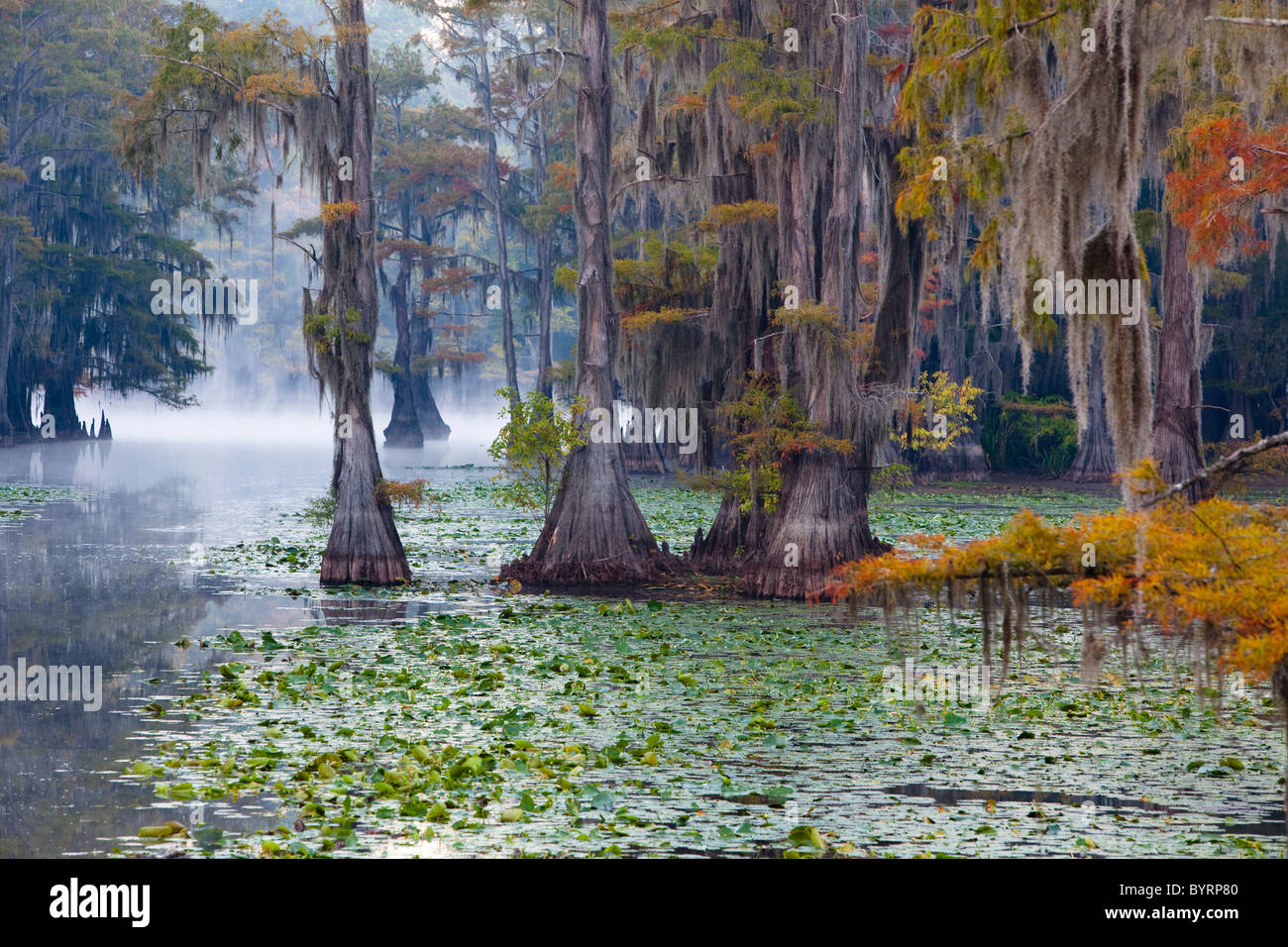 Cipresso calvo alberi, Cypress Swamp, Caddo Lake, Texas e Louisiana, Stati Uniti d'America Foto Stock