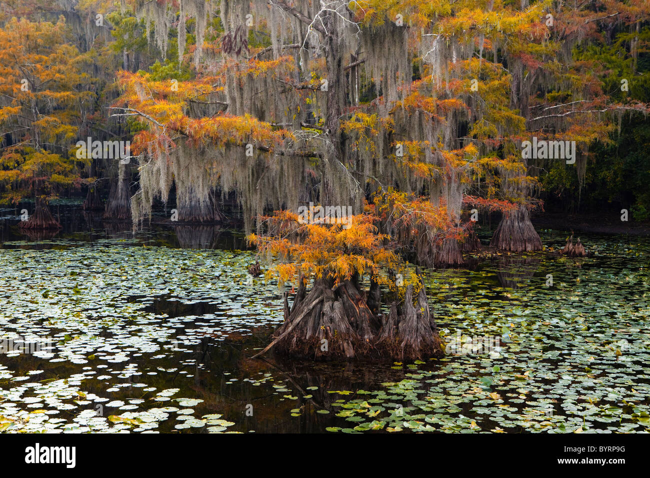 Cipresso calvo alberi, Cypress Swamp, Caddo Lake, Texas e Louisiana, Stati Uniti d'America Foto Stock