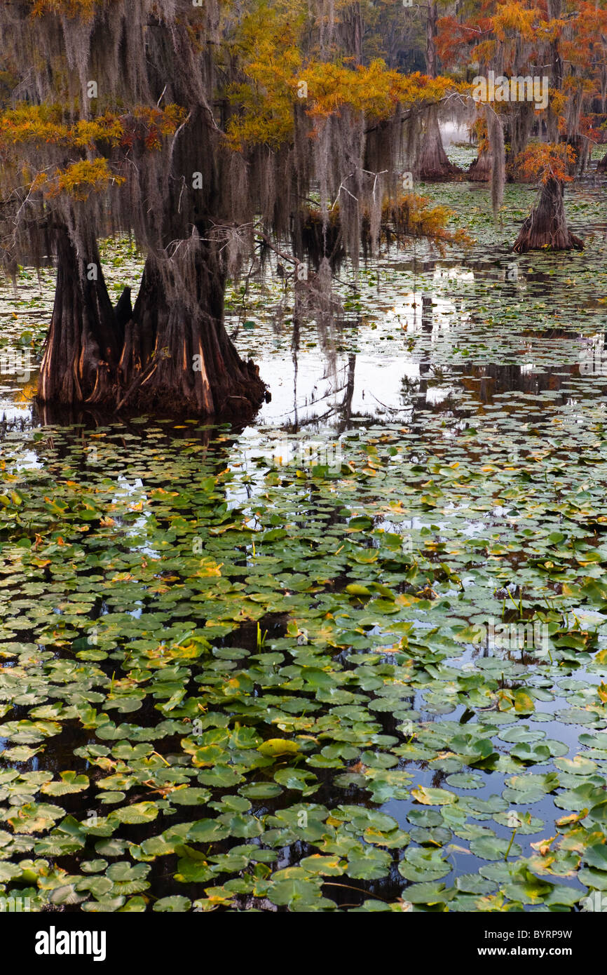 Cipresso calvo alberi, Cypress Swamp, Caddo Lake, Texas e Louisiana, Stati Uniti d'America Foto Stock
