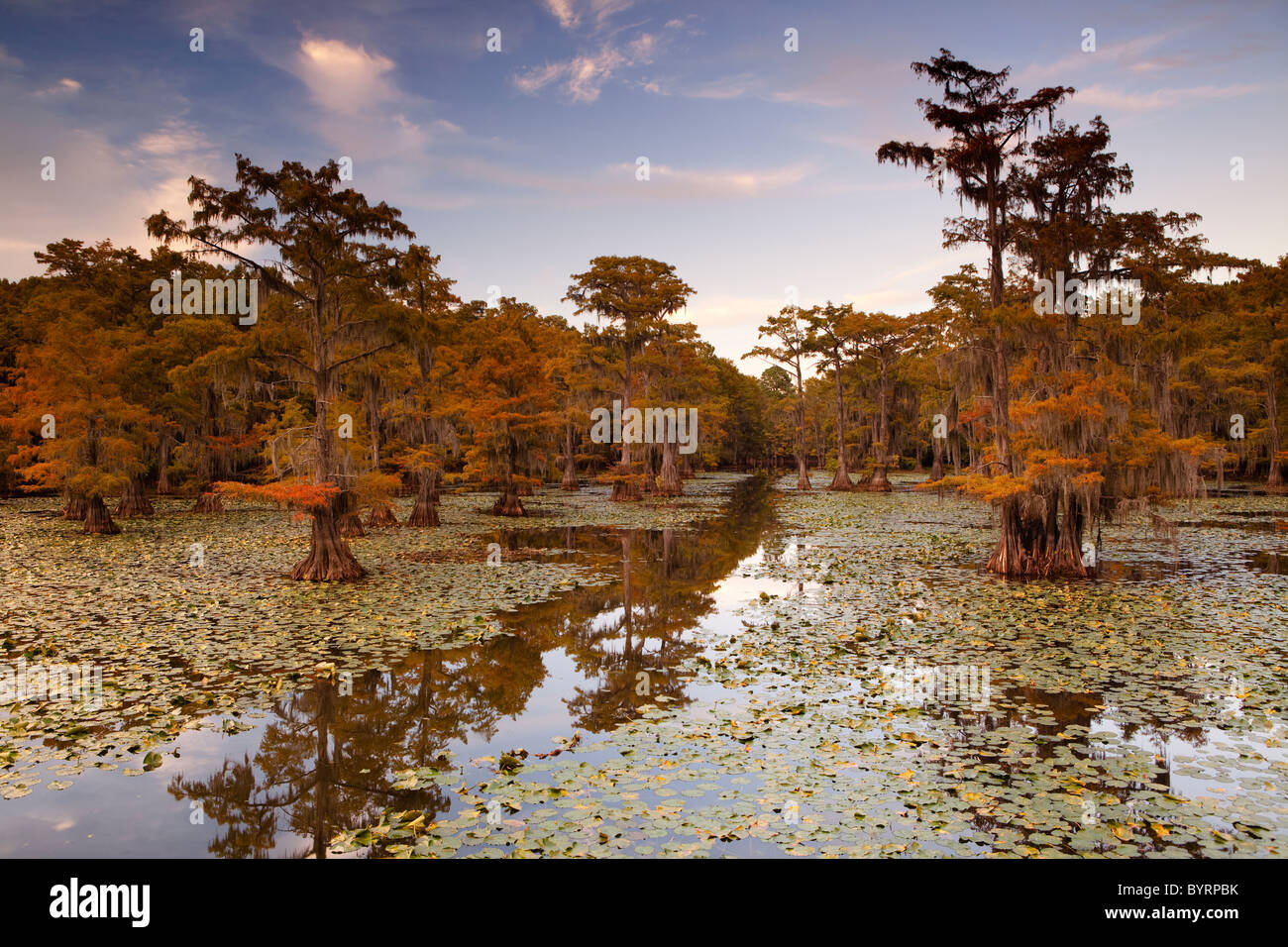 Cipresso calvo alberi, Cypress Swamp, Caddo Lake, Texas e Louisiana, Stati Uniti d'America Foto Stock