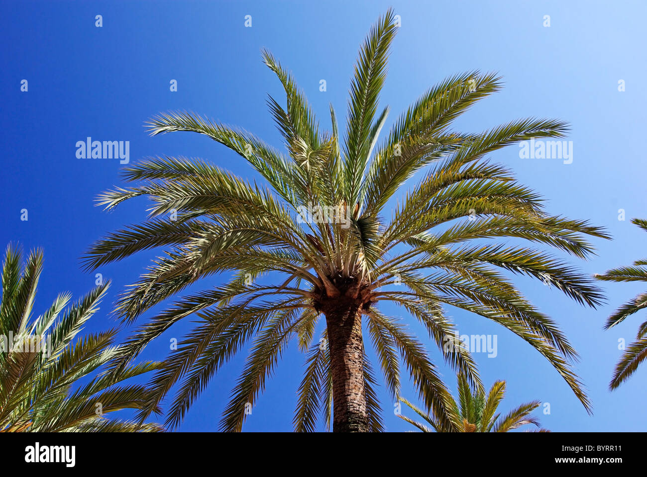 Verde di palme e un blu brillante chiaro cielo estivo. Foto Stock
