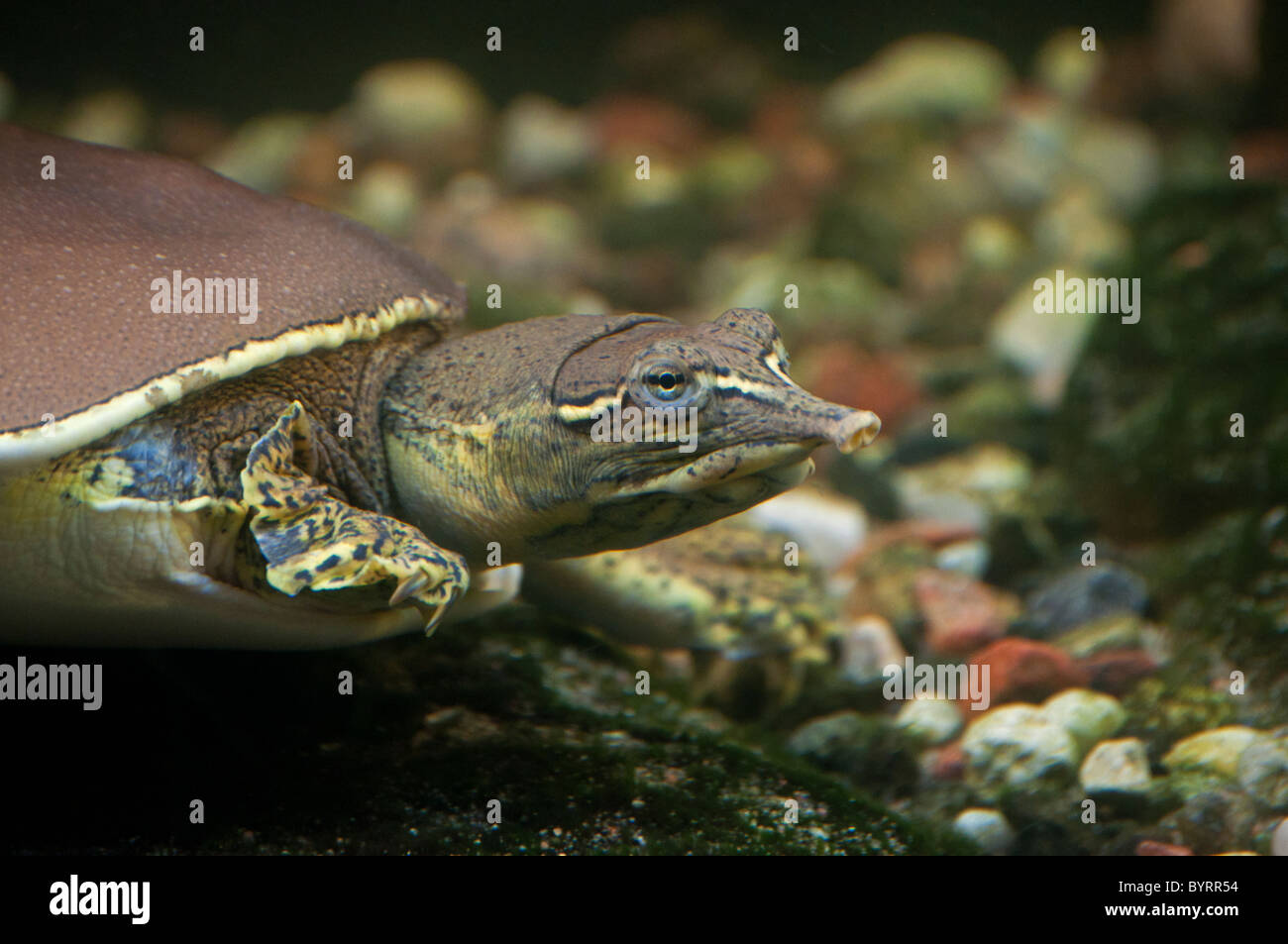 Close-up di un Softshell spinoso di tartaruga. Foto Stock