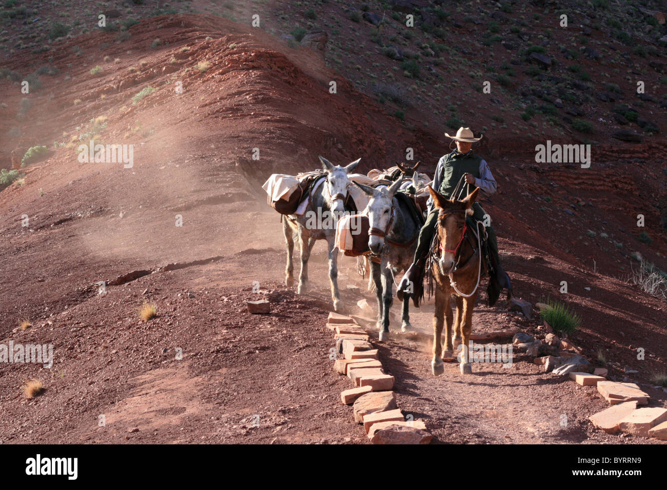 Mulo wrangler conduce un treno di pack muli giù il South Kaibab trail nel Grand Canyon Foto Stock