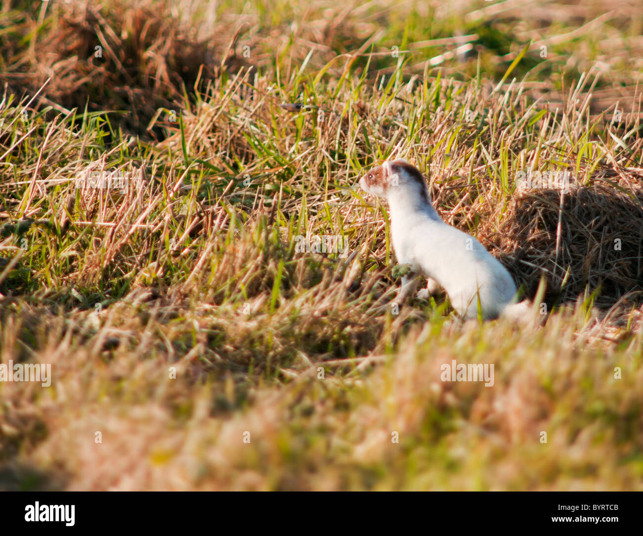 Ermellino o Ermellino in bianco puro cappotto invernale la caccia su praterie di Norfolk Foto Stock
