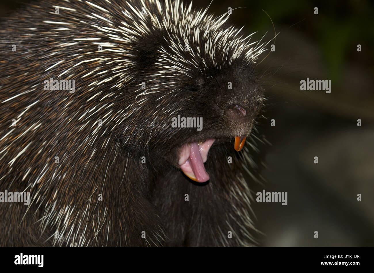Porcupine mostra i denti Foto Stock