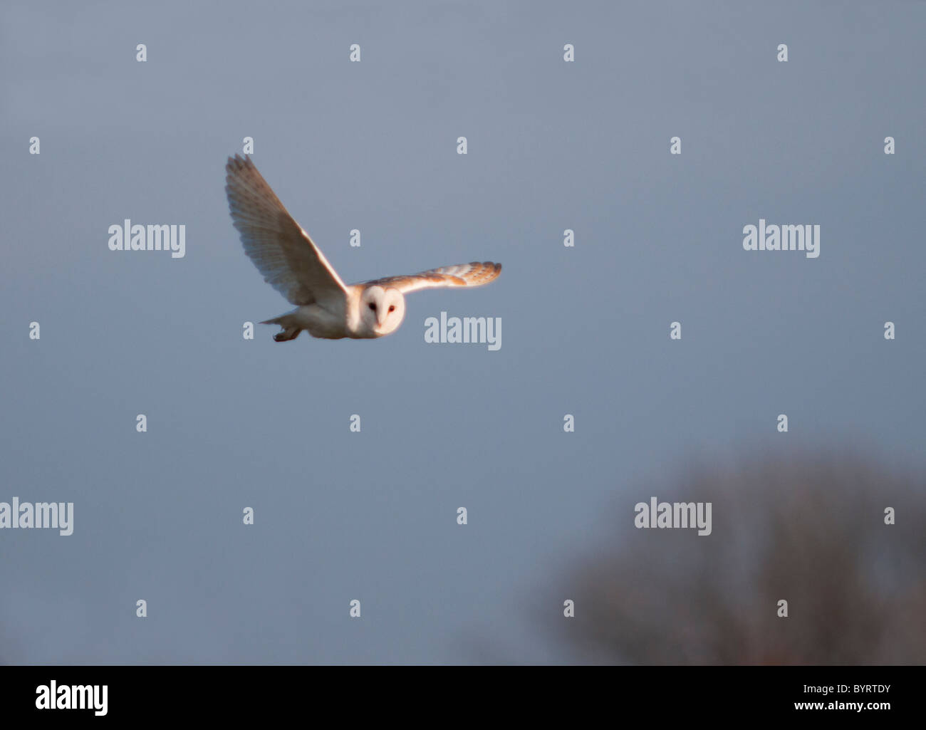 Wild Barbagianni caccia, Norfolk Foto Stock