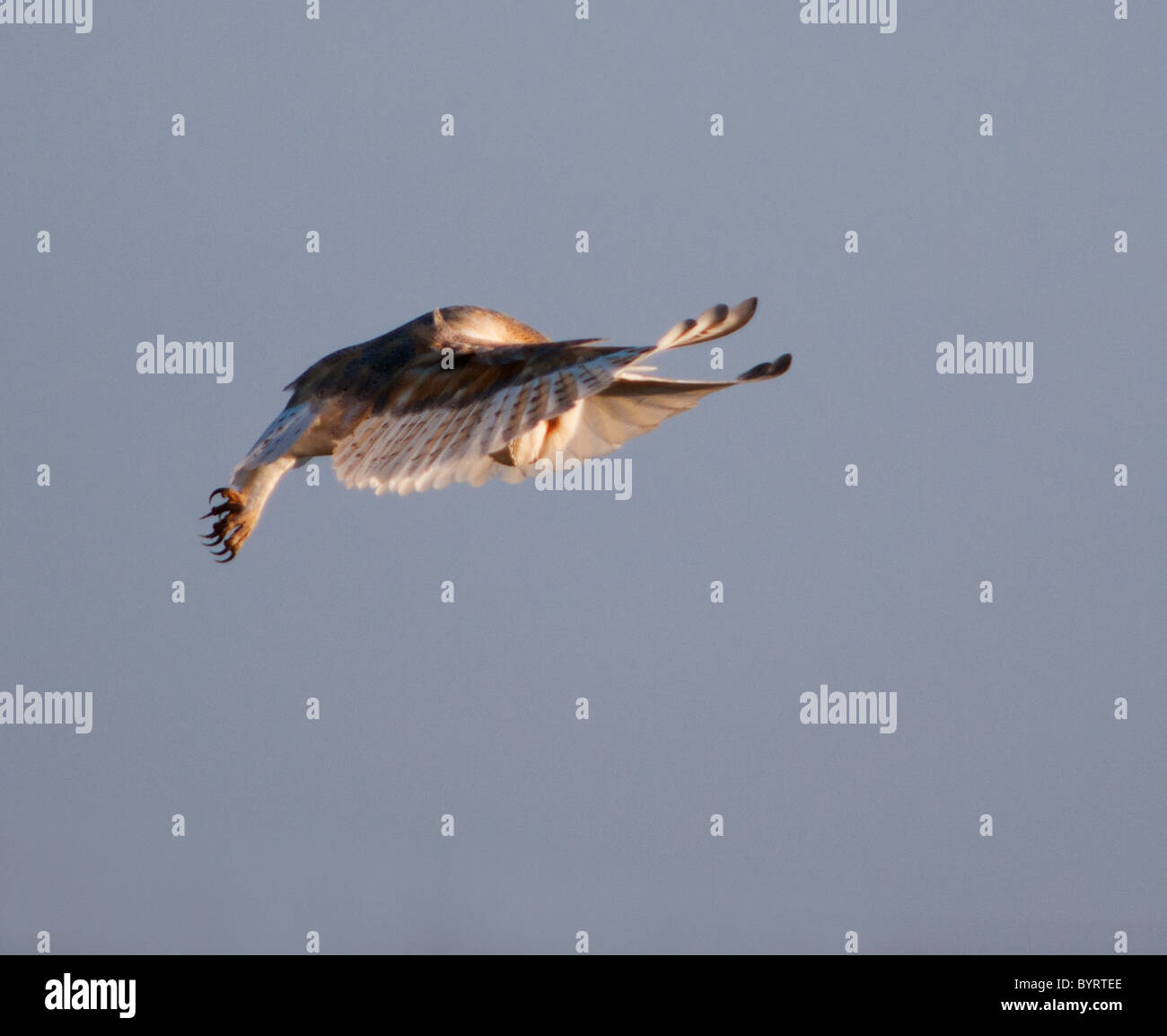 Wild Barbagianni hovering e in cerca di preda, Norfolk Foto Stock