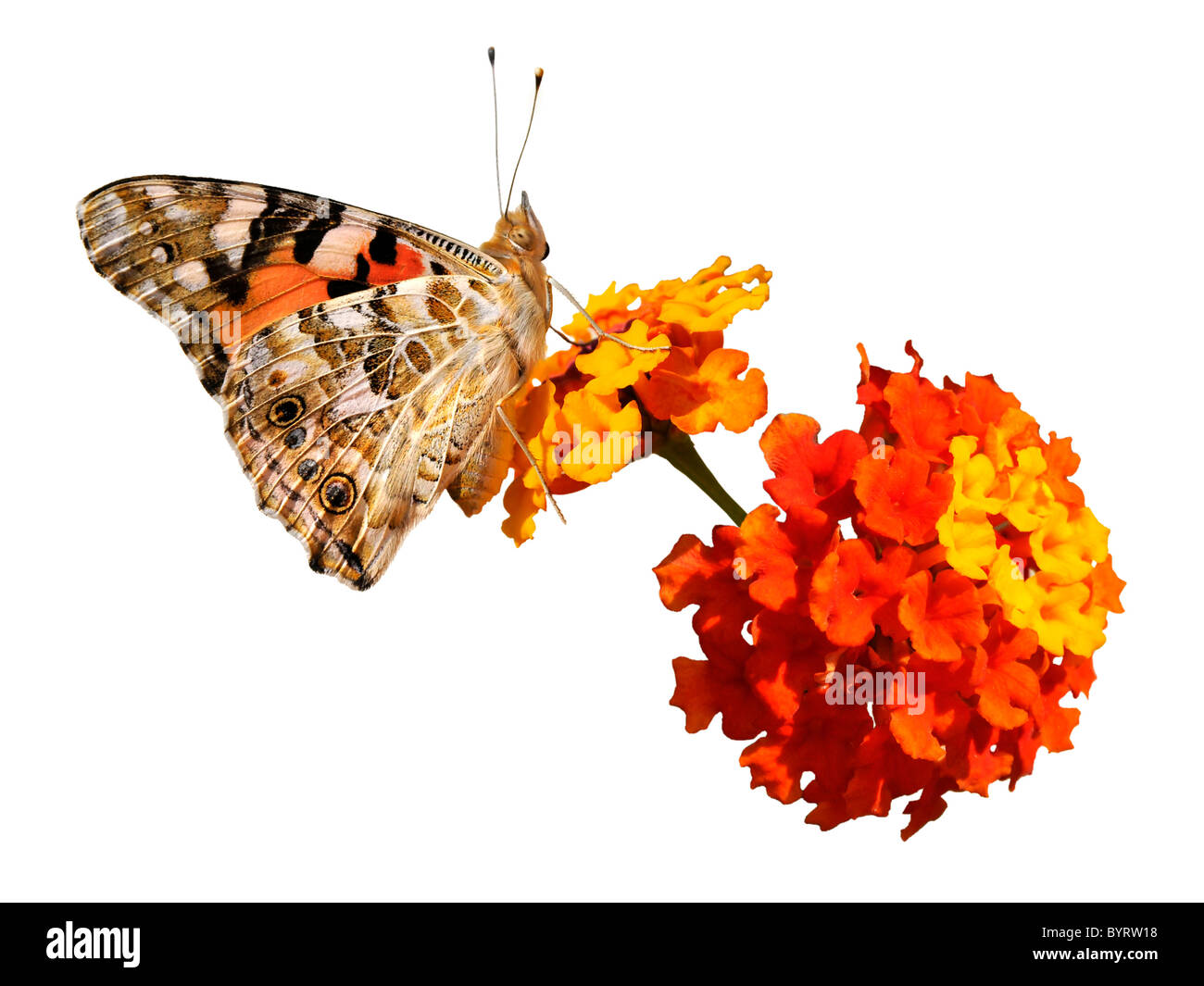 Isolato dipinto lady butterfly (Vanessa cardui) visto di profilo su rosso e giallo fiore (Lantana camara) Foto Stock