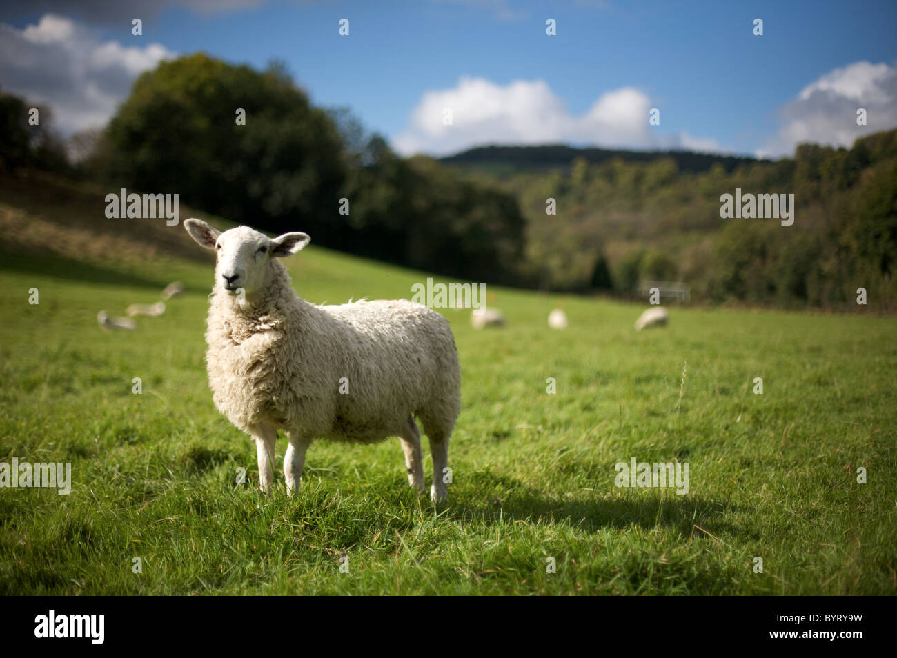 Bella pecora in piedi nella gloriosa valle gallese Foto Stock