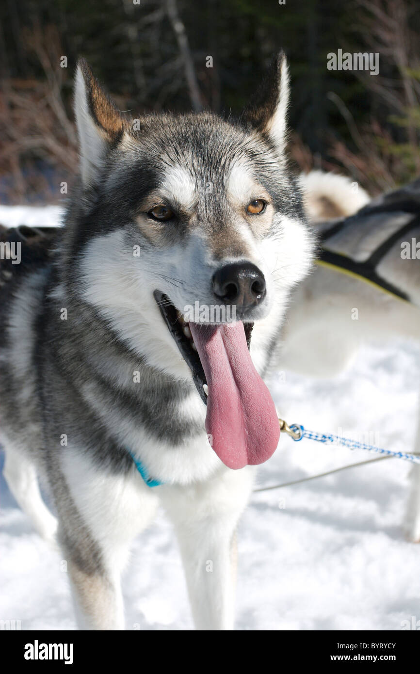 Sledge dog, Siberian Husky Foto Stock