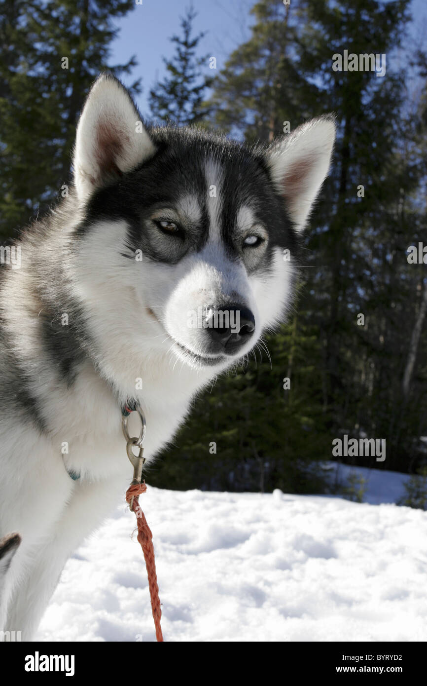 Sledge dog, Siberian Husky Foto Stock