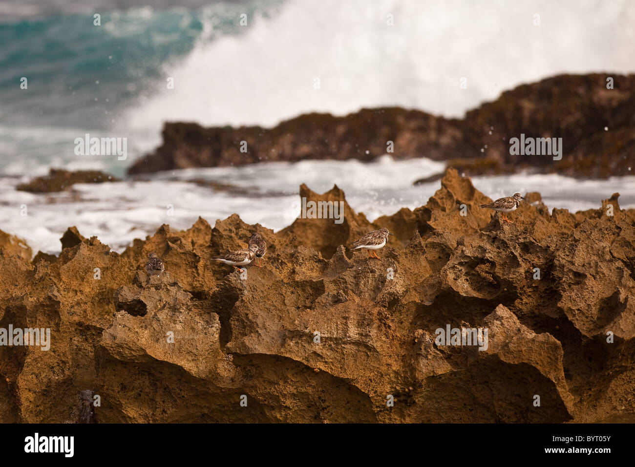 Ruddy Turnstones sulle rocce a Playa Jobos beach in Isabela Puerto Rico Foto Stock