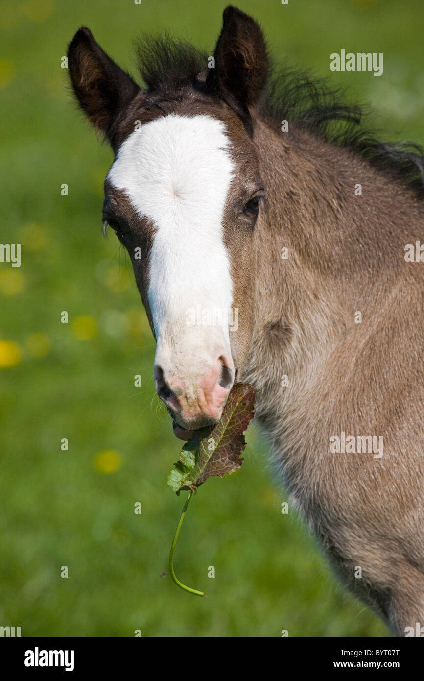 Puledro di Welsh Cob Foto Stock