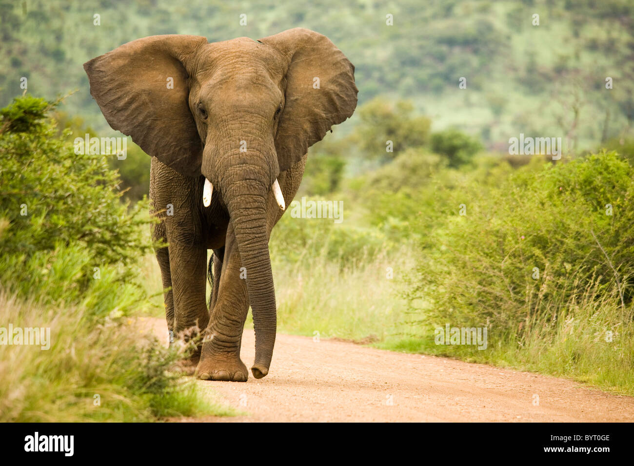 Wild elefante africano nel Pilansburg riserva naturale in Sud Africa Foto Stock