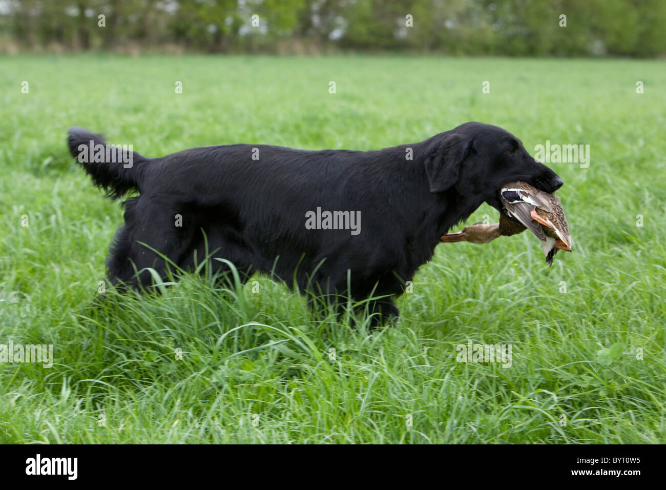 Caccia rivestito piana Retriever Foto Stock