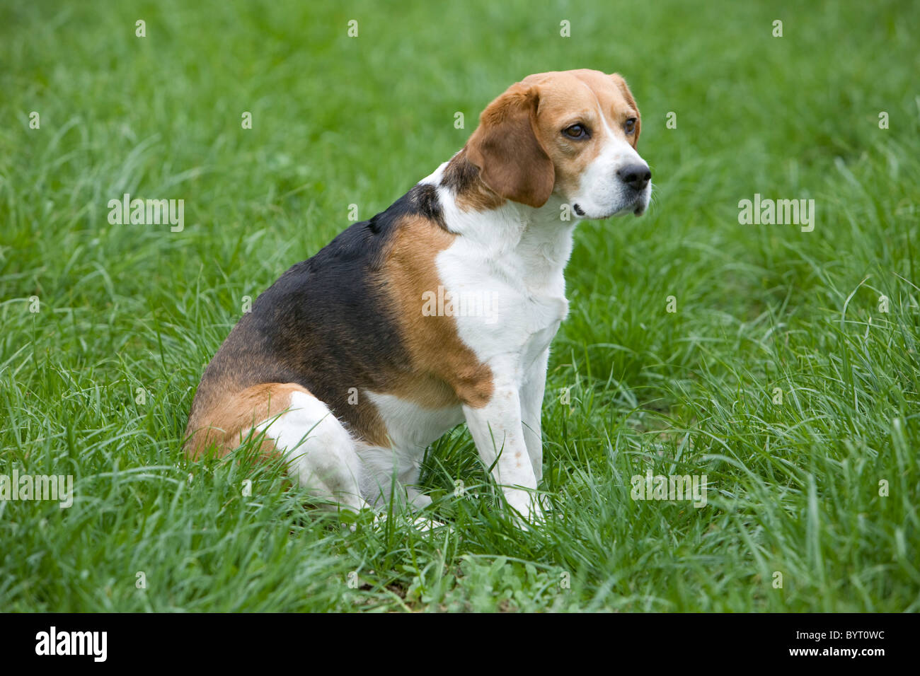 Beagle Foto Stock