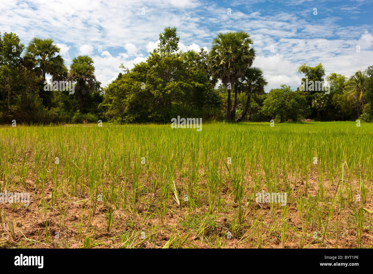 Paesaggio con campo di riso. Siem Reap provincia. Cambogia. Asia Foto Stock