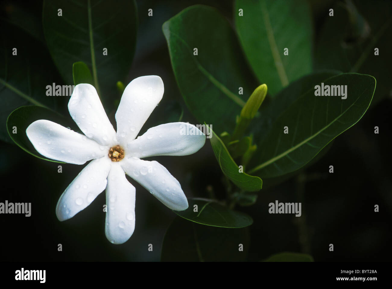Tiarè o Tahitian Gardenia blossom (Gardenia tahitiensis); Bora Bora, Tahiti. Foto Stock