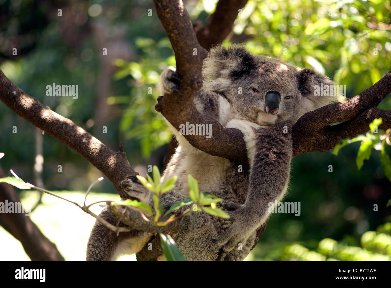 Il koala in appoggio in una struttura ad albero in lo zoo di Taronga, sydney, Australia Foto Stock