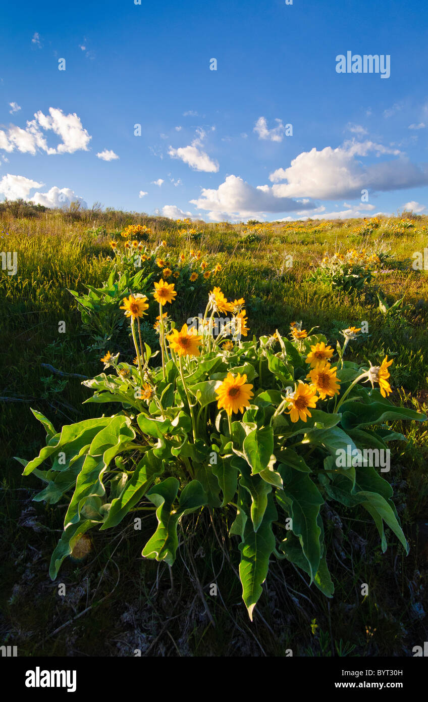 Fioritura Balsamroot a caffettiera lago nel incanalato Scablands di Eastern Washington. Foto Stock