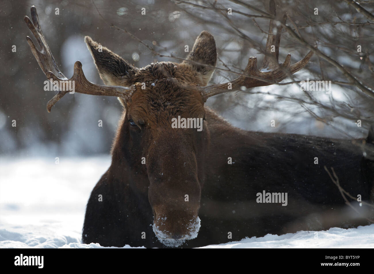 Moose trovati sulle praterie canadesi in Saskatchewan, Canada Foto Stock