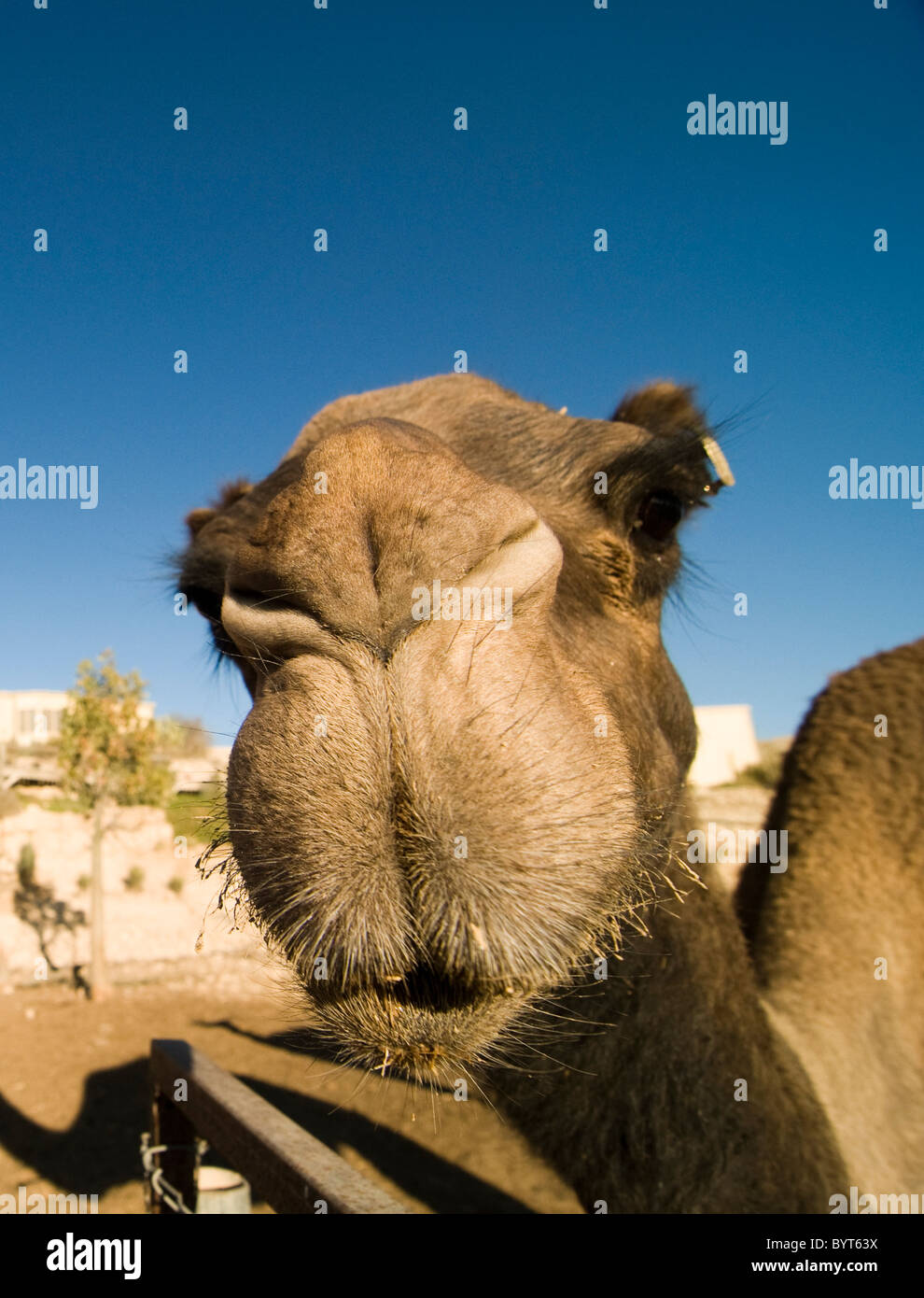 Ritratto di un divertente ma carino cammello. Foto Stock