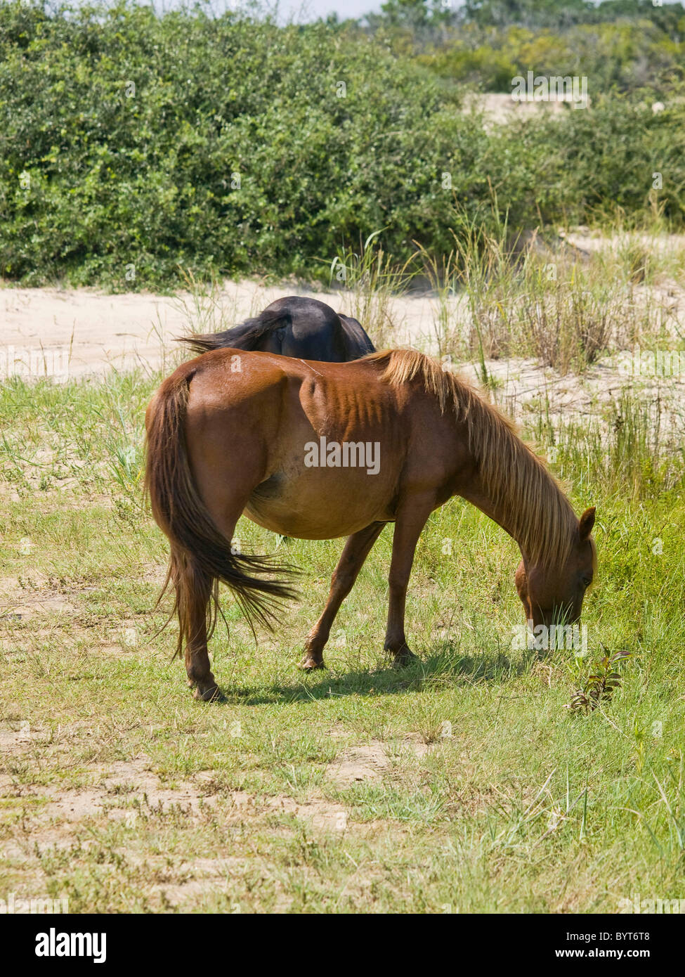 Cavalli selvaggi di pascolare su erba di mare in North Carolina Outer Banks Currituck National Wildlife Refuge. Foto Stock