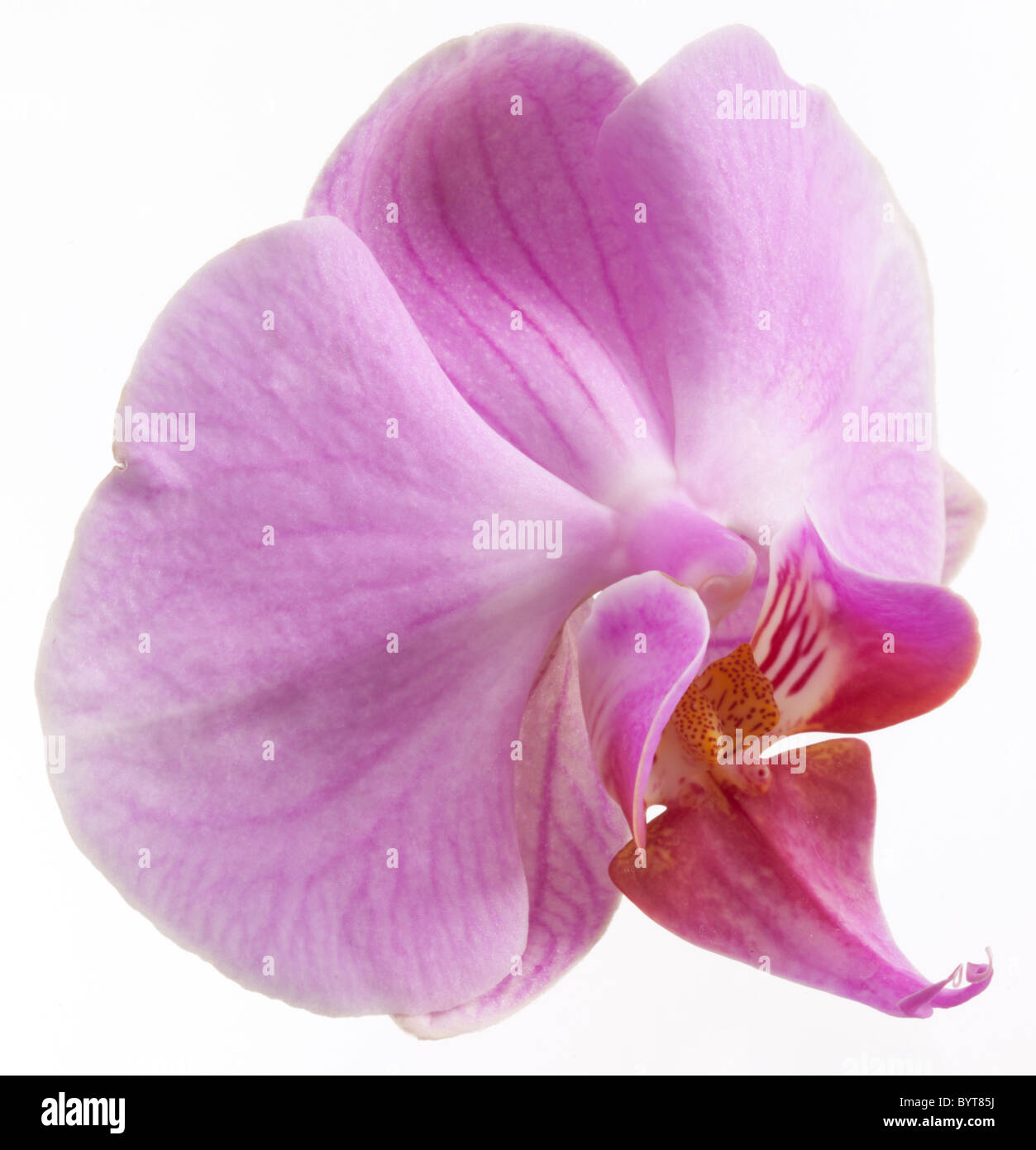 Foto di fiori di orchidea. Isolato su uno sfondo bianco. Foto Stock