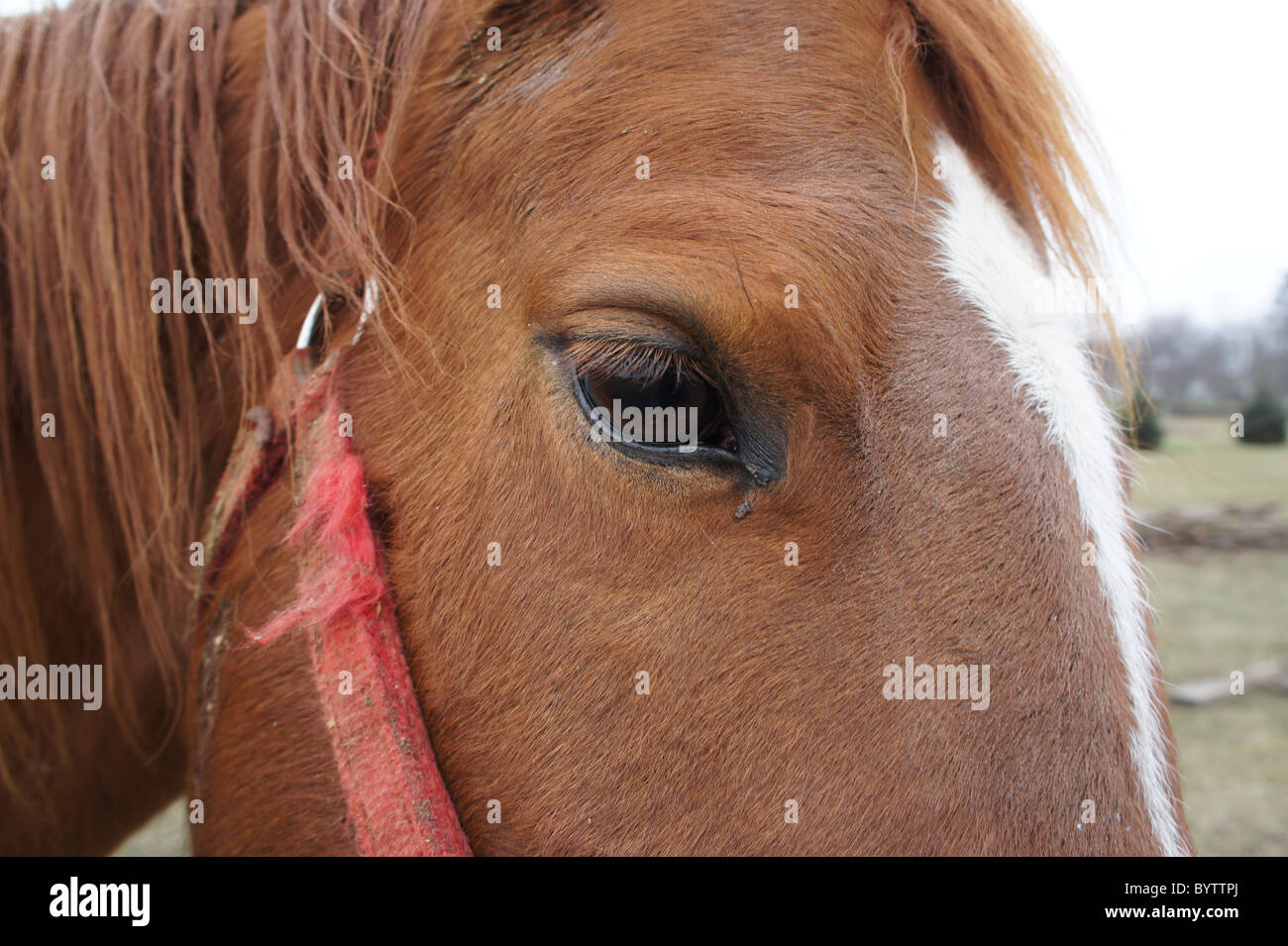 Guardando negli occhi di un American Quarter Horse. Foto Stock