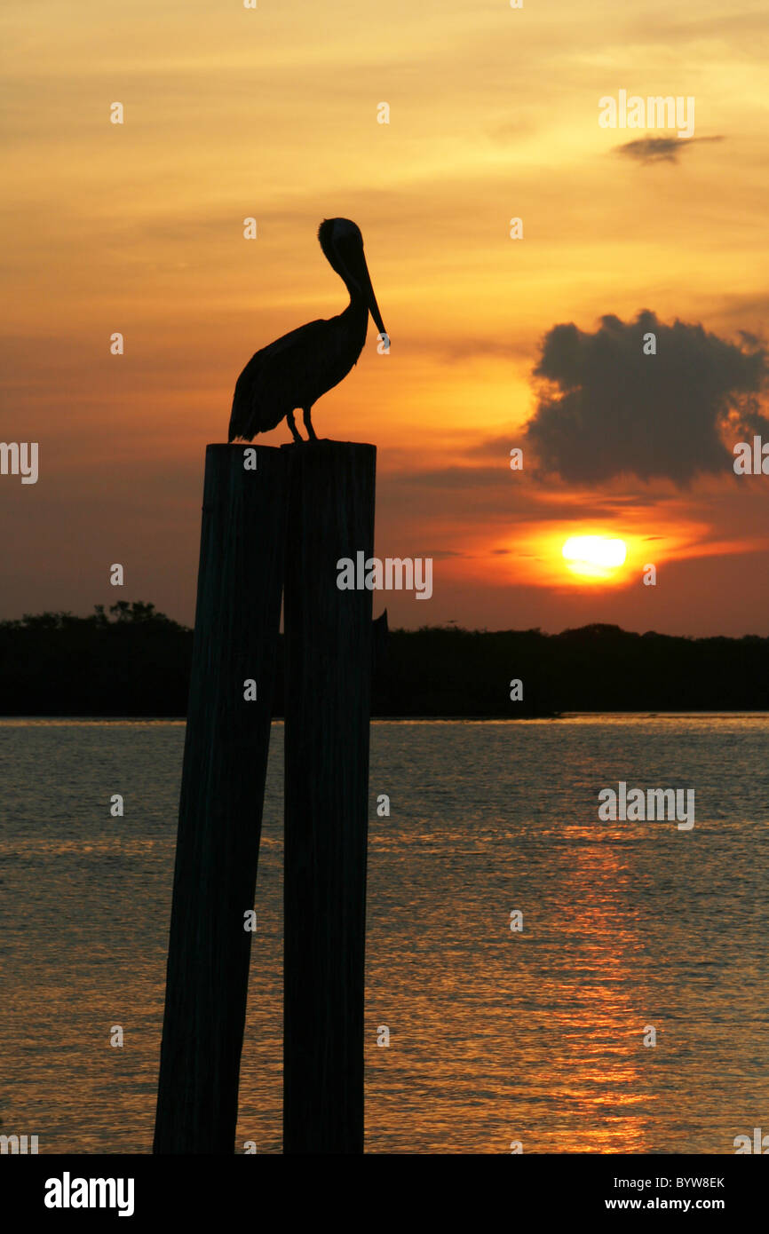 Pelican Sunrise sul Boca Ceiga Bay Madeira Beach in Florida. Foto Stock