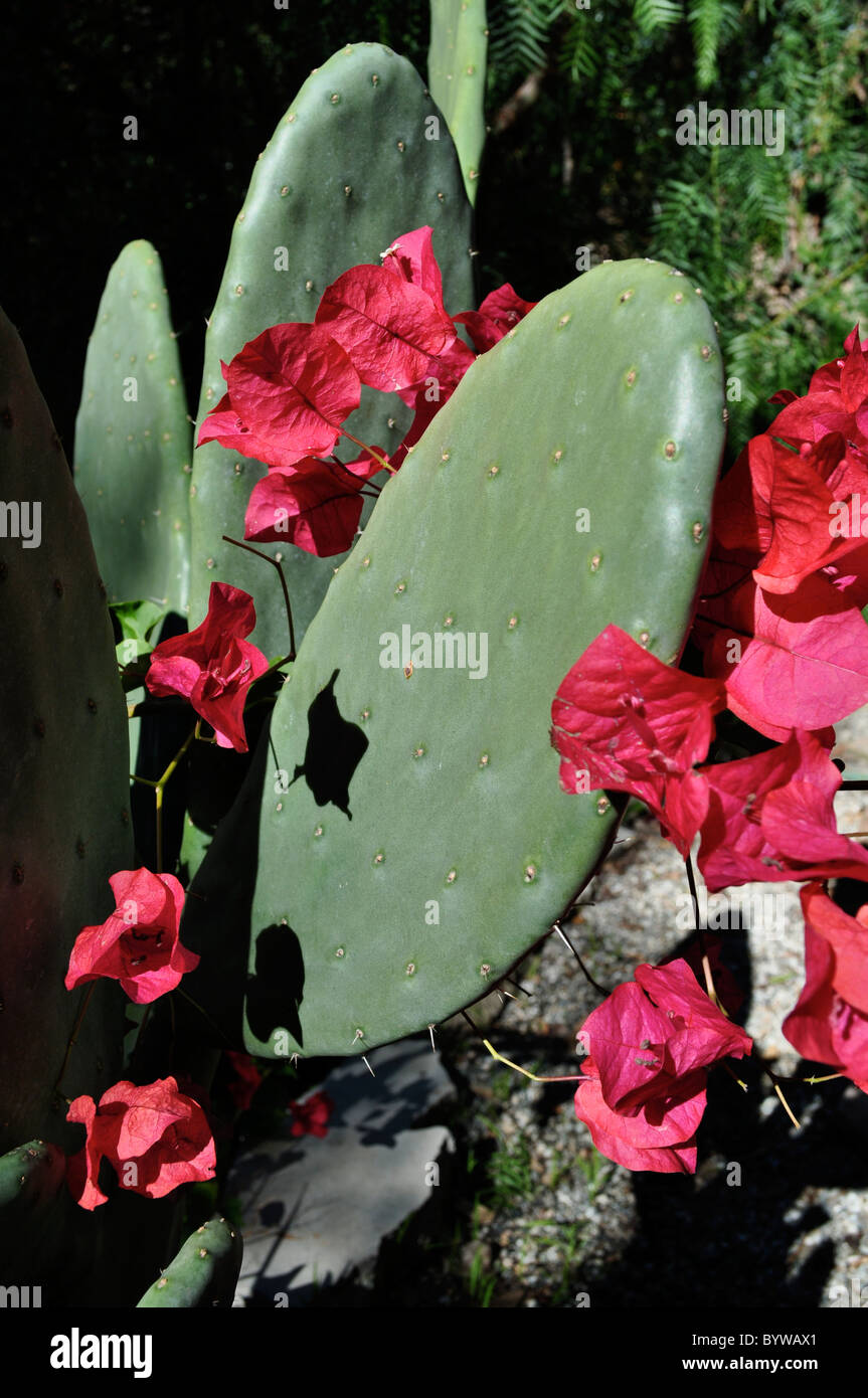 Red bougainvillea e foglia piana Nopal cactus. Della California meridionale clima caldo. Foto Stock