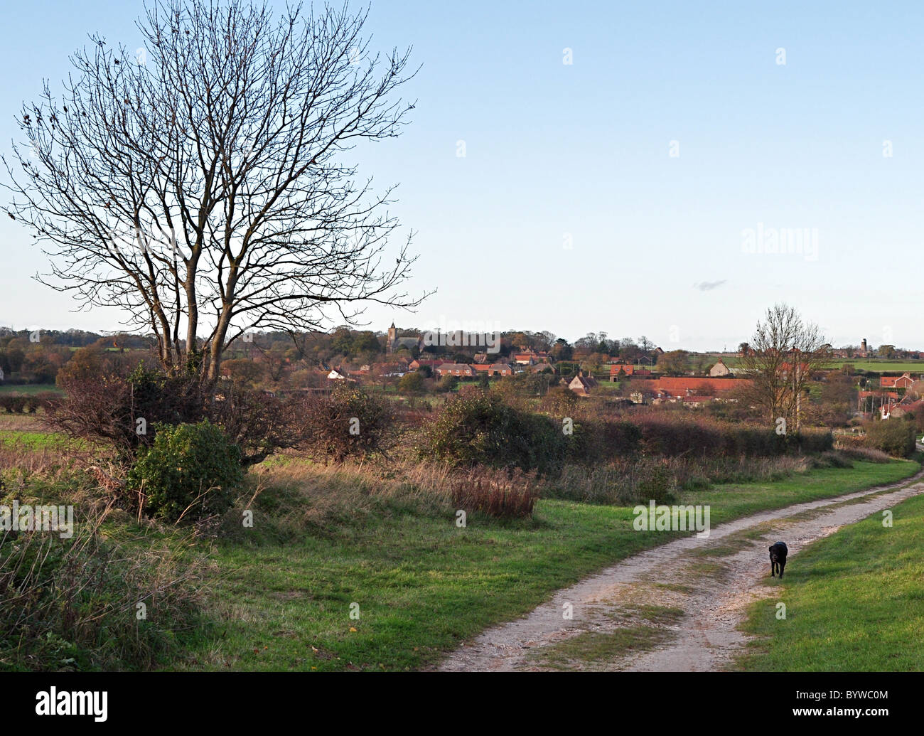 Il labrador nero cane a piedi nel villaggio di Norfolk inverno. Foto Stock