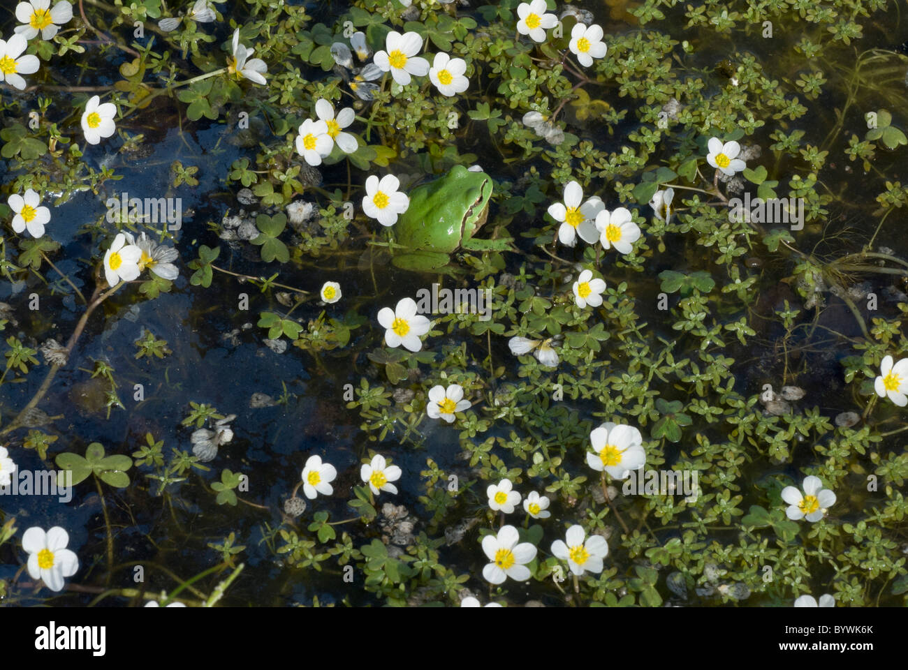 Acqua (Crowfoot Ranunculus omiophyllus), con frog Foto Stock