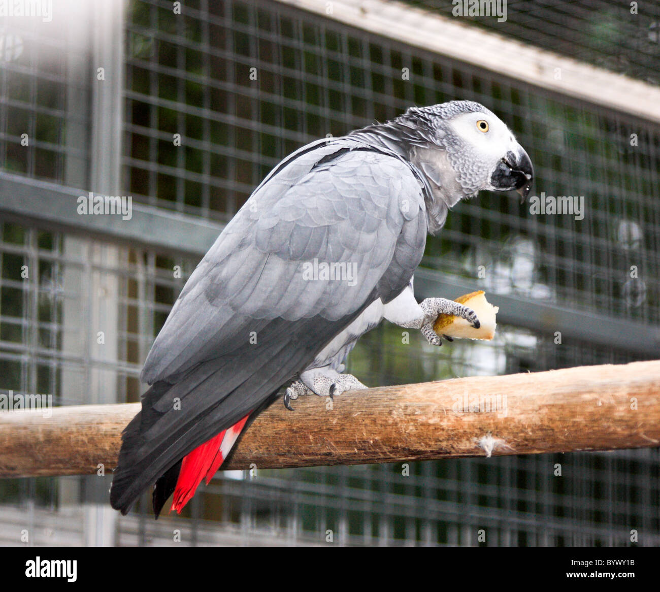 Gray Parrot, Psittacidae erithacus Foto Stock