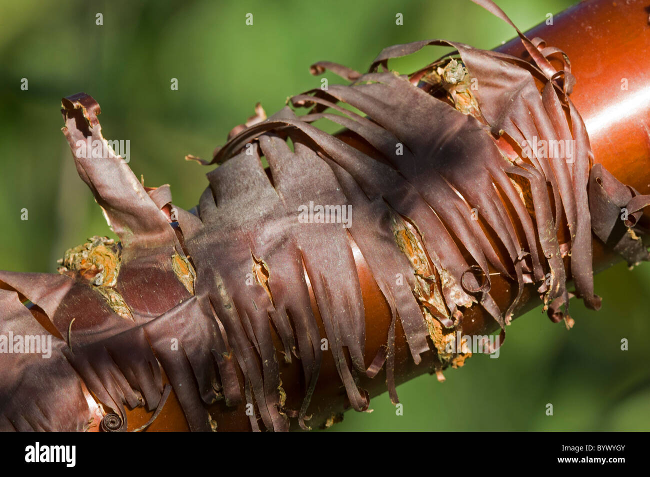 Prunus serrula, ramo con corteccia Foto Stock