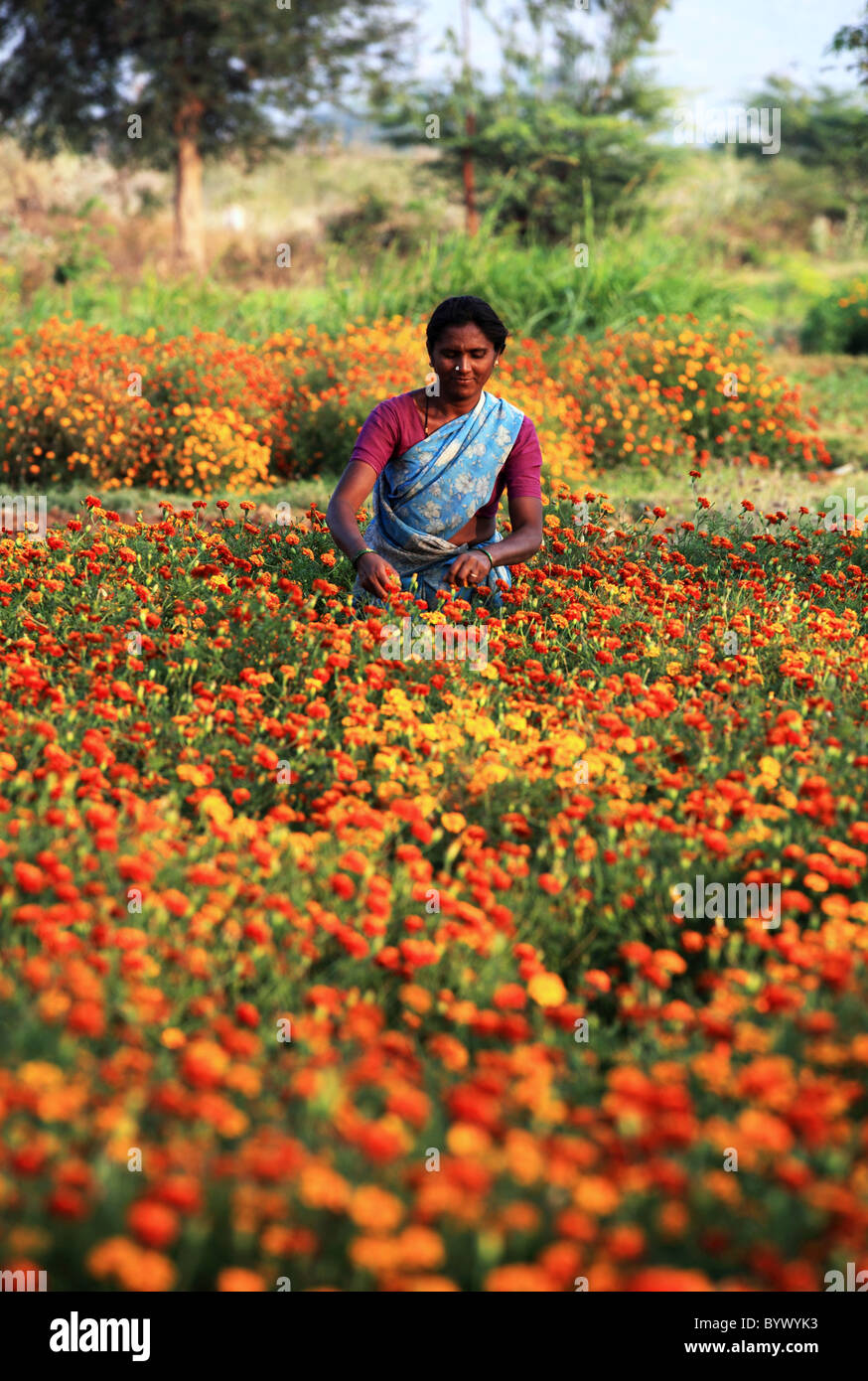 Donna fiori raccolta di Andhra Pradesh in India del Sud Foto Stock