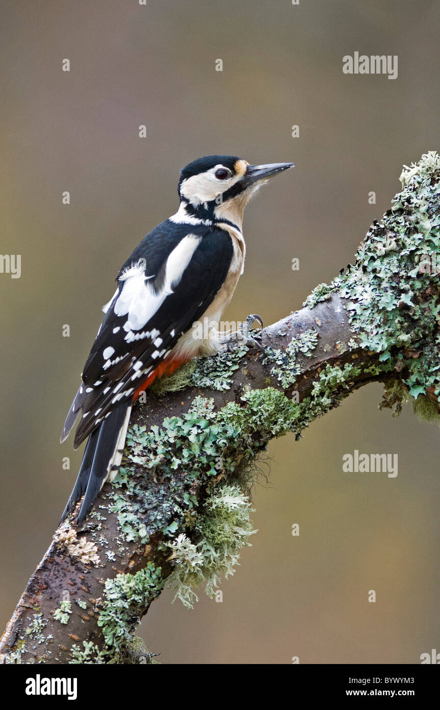 Picchio rosso maggiore (Dendrocopos major) sul ramo lichened, femmina Foto Stock