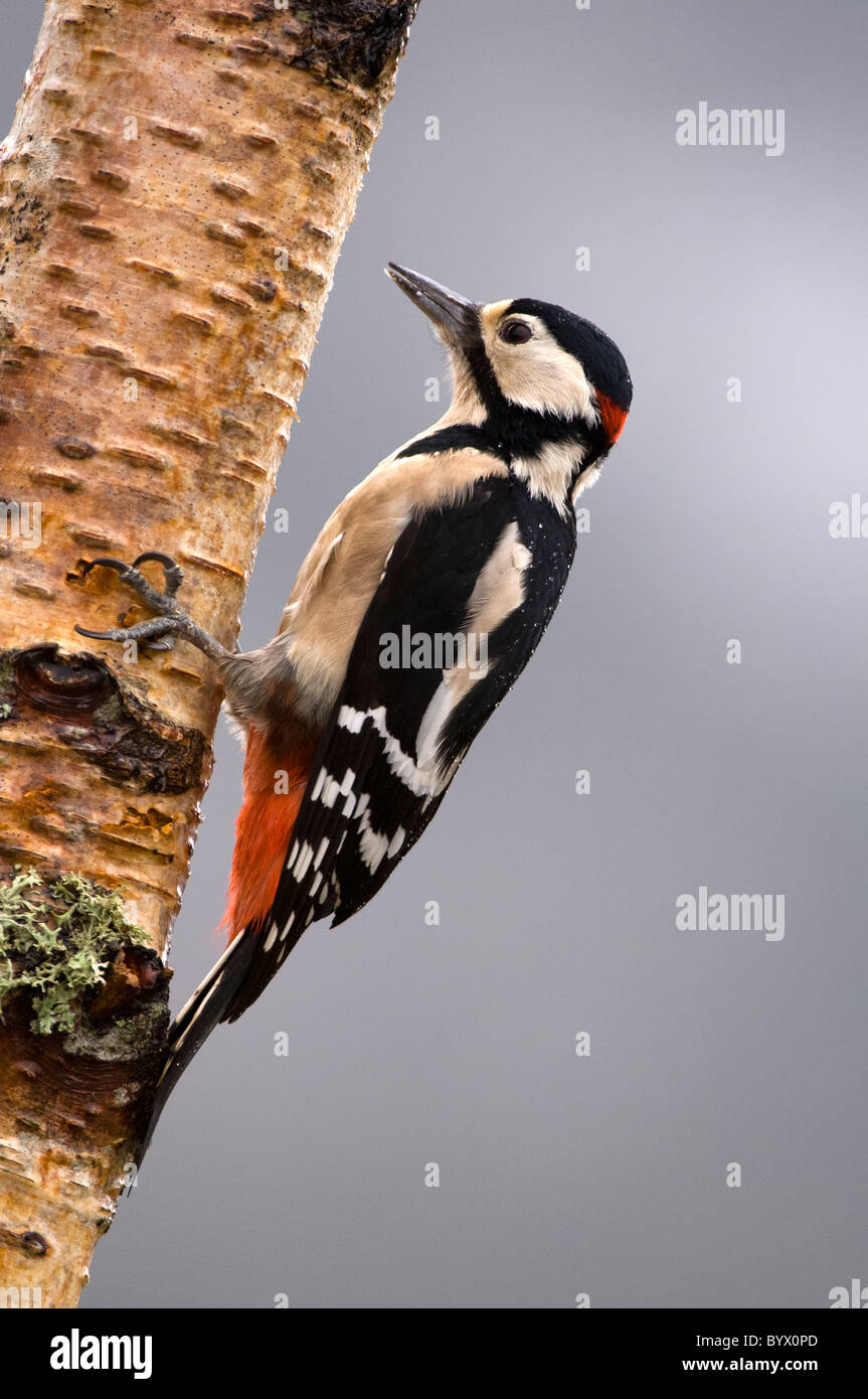 Picchio rosso maggiore (Dendrocopos major) su argento Betulla, maschio Foto Stock