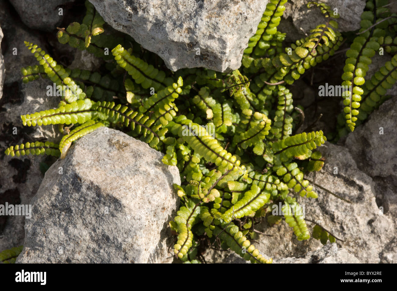 Maidenhair Spleenwort (Asplenium trichomanes), in gryke Foto Stock
