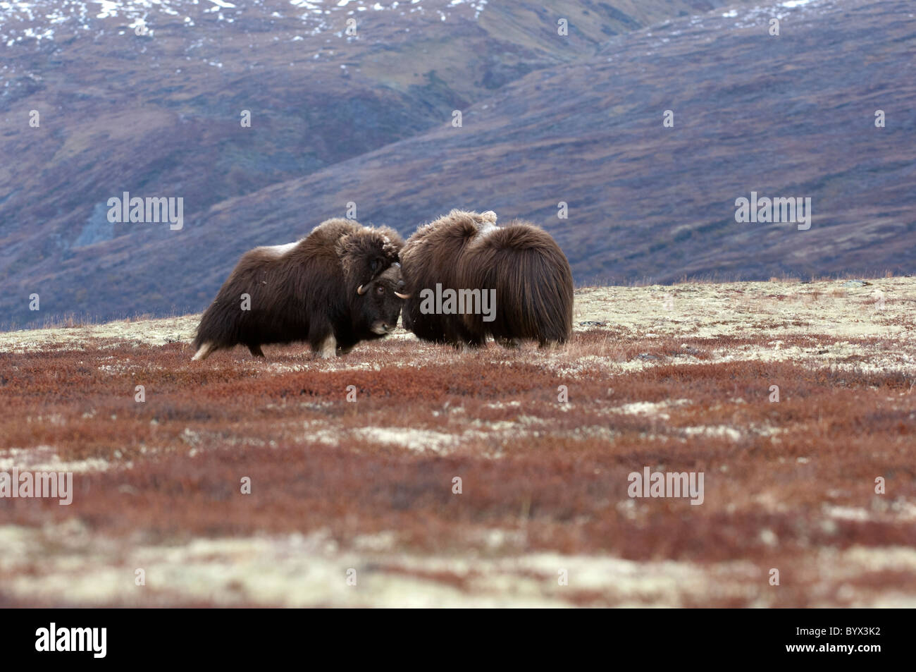 Musk Ox (Ovibos moschatus) sulla tundra in simulazioni di lotta Foto Stock