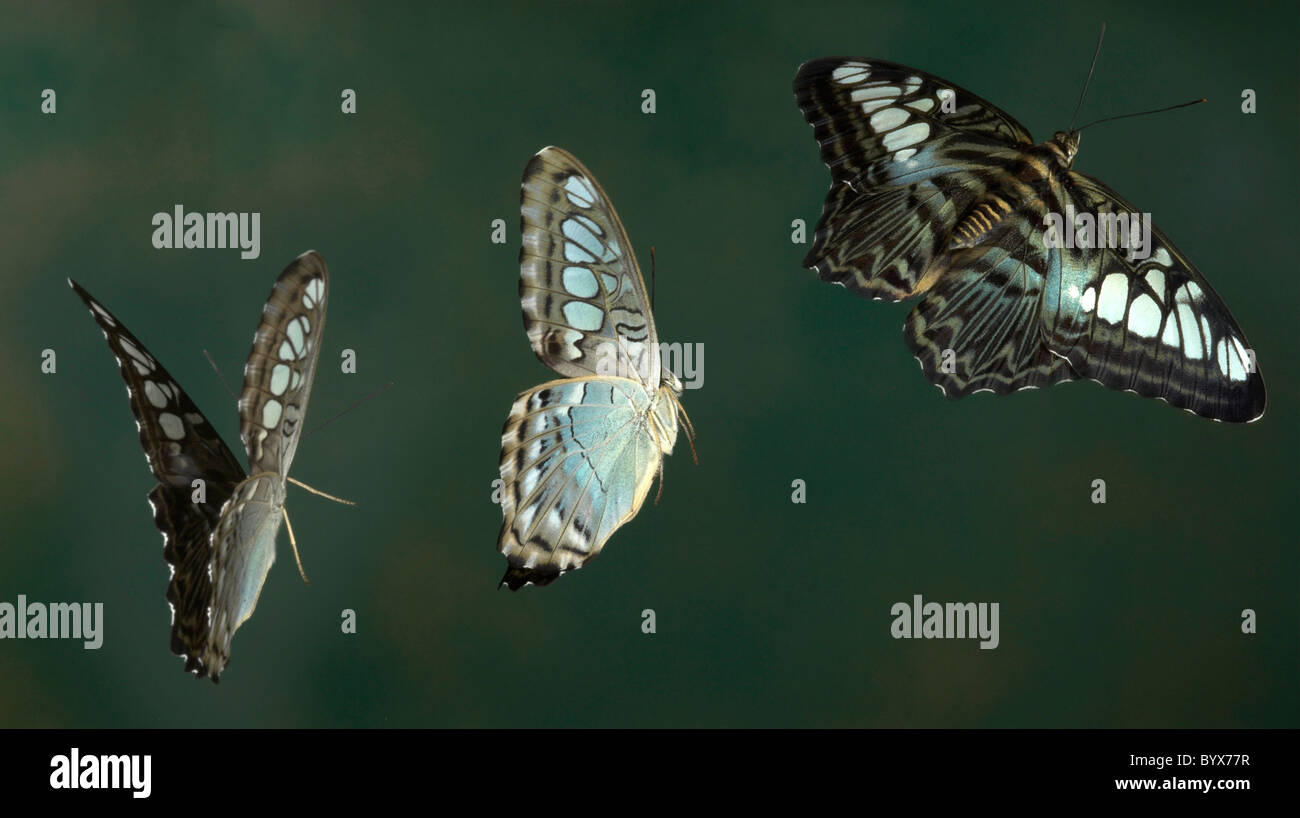 Clipper Butterfly Parthenos sylvia violacaea nella sequenza di volo Asia Foto Stock