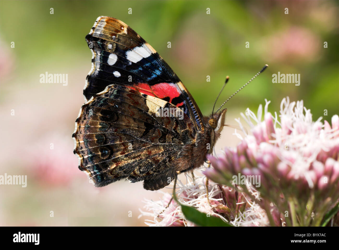 Red Admiral Butterfly Vanessa Atalanta REGNO UNITO Foto Stock