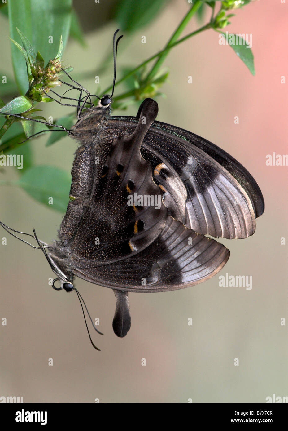 A coda di rondine di smeraldo farfalle coniugata Papilio Palinurus Asia Foto Stock