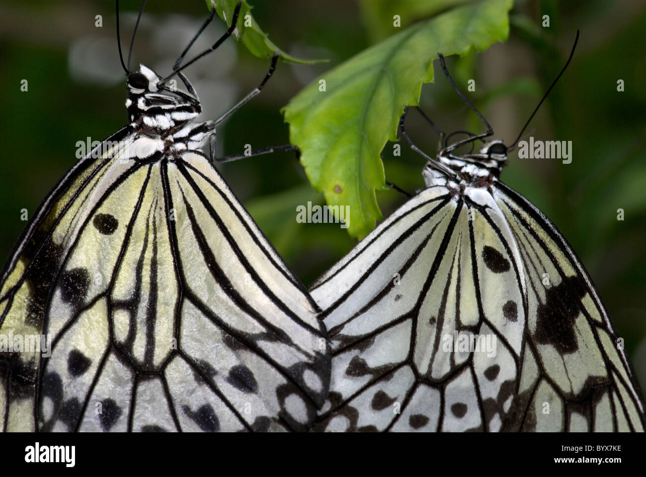 Tree Nymph farfalle coppia coniugata Idea leuconoe Asia del Sud Foto Stock