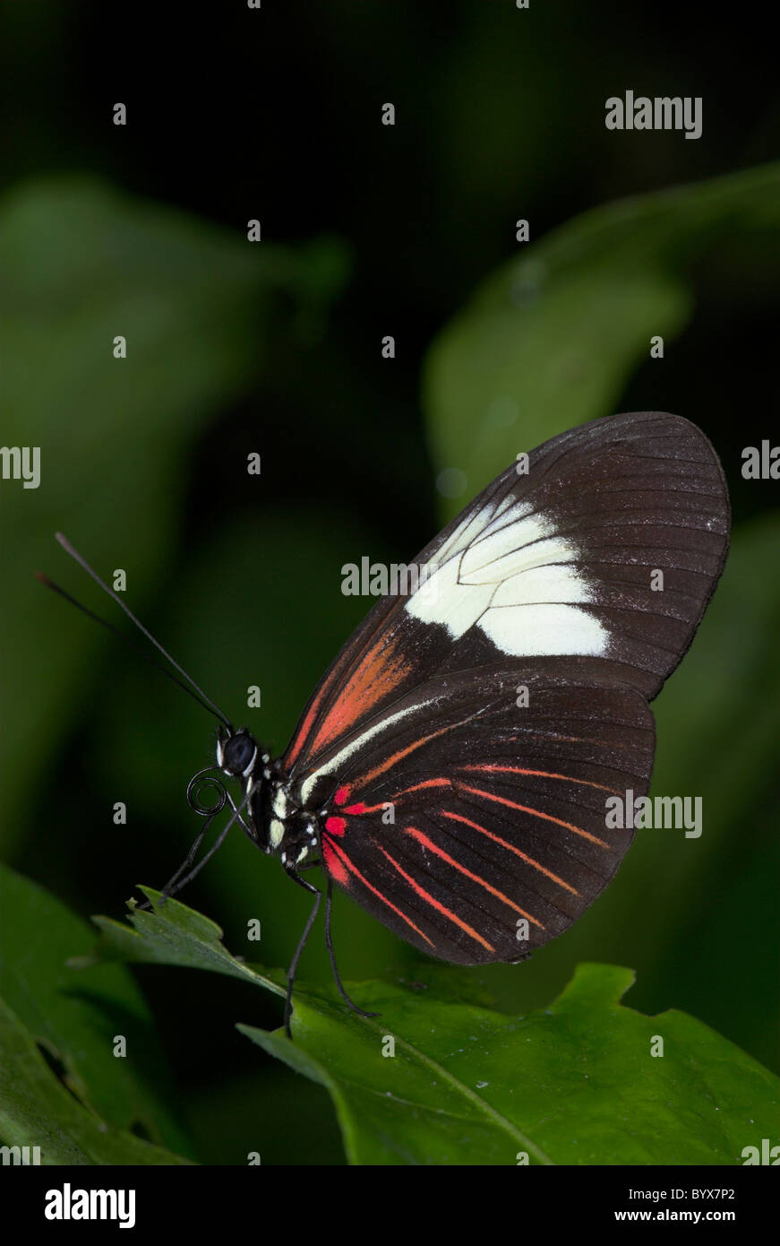 Portalettere Butterfly Heliconius melpomene : America del Sud Foto Stock