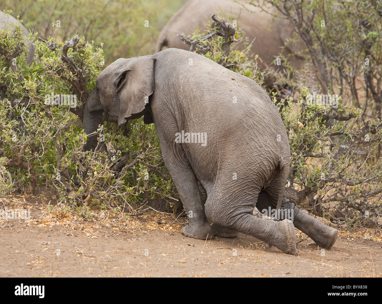 Elefante africano (Loxodonta africana) quasi inginocchiato con le gambe posteriori per mangiare rami. Riserva di Mashatu Botswana Africa Foto Stock