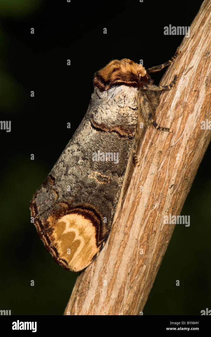 Buff Suggerimento Moth Phalera bucephala REGNO UNITO Foto Stock